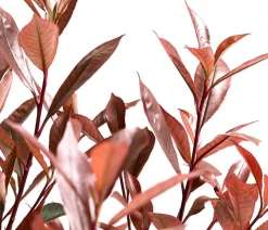 Dehner Glanzmispel 'Carré Rouge' Hot