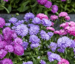 Dehner Grabschmuck & Grabgestaltung|Sommerstauden > Glattblatt-Aster