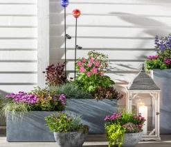 Dehner Grabschmuck & Grabgestaltung|Sommerstauden > Glattblatt-Aster