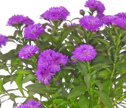 Dehner Grabschmuck & Grabgestaltung|Sommerstauden > Glattblatt-Aster