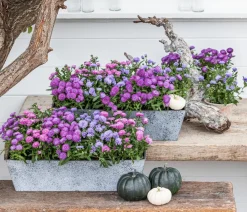 Dehner Grabschmuck & Grabgestaltung|Sommerstauden > Glattblatt-Aster