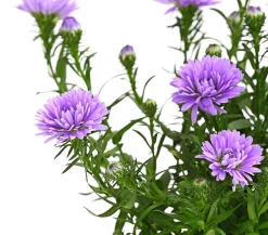 Dehner Grabschmuck & Grabgestaltung|Sommerstauden > Glattblatt-Aster