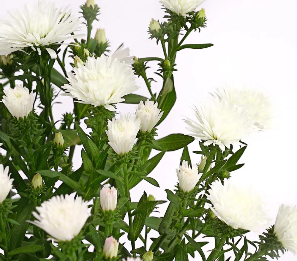 Dehner Grabschmuck & Grabgestaltung|Sommerstauden > Glattblatt-Aster