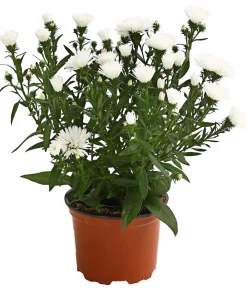 Dehner Grabschmuck & Grabgestaltung|Sommerstauden > Glattblatt-Aster