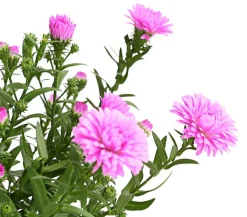 Dehner Grabschmuck & Grabgestaltung|Sommerstauden - Glattblatt-Aster Pink
