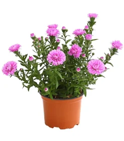 Dehner Grabschmuck & Grabgestaltung|Sommerstauden - Glattblatt-Aster Pink