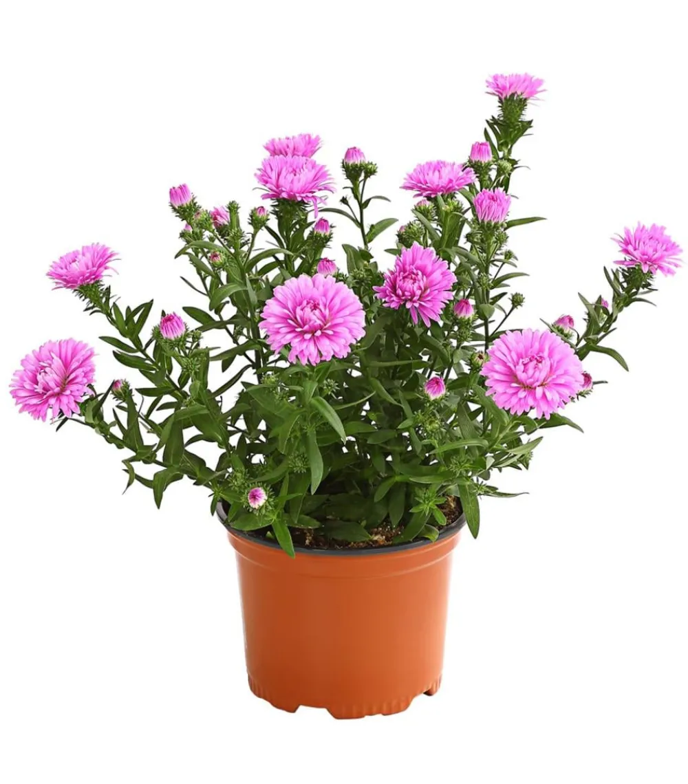 Dehner Grabschmuck & Grabgestaltung|Sommerstauden - Glattblatt-Aster Pink