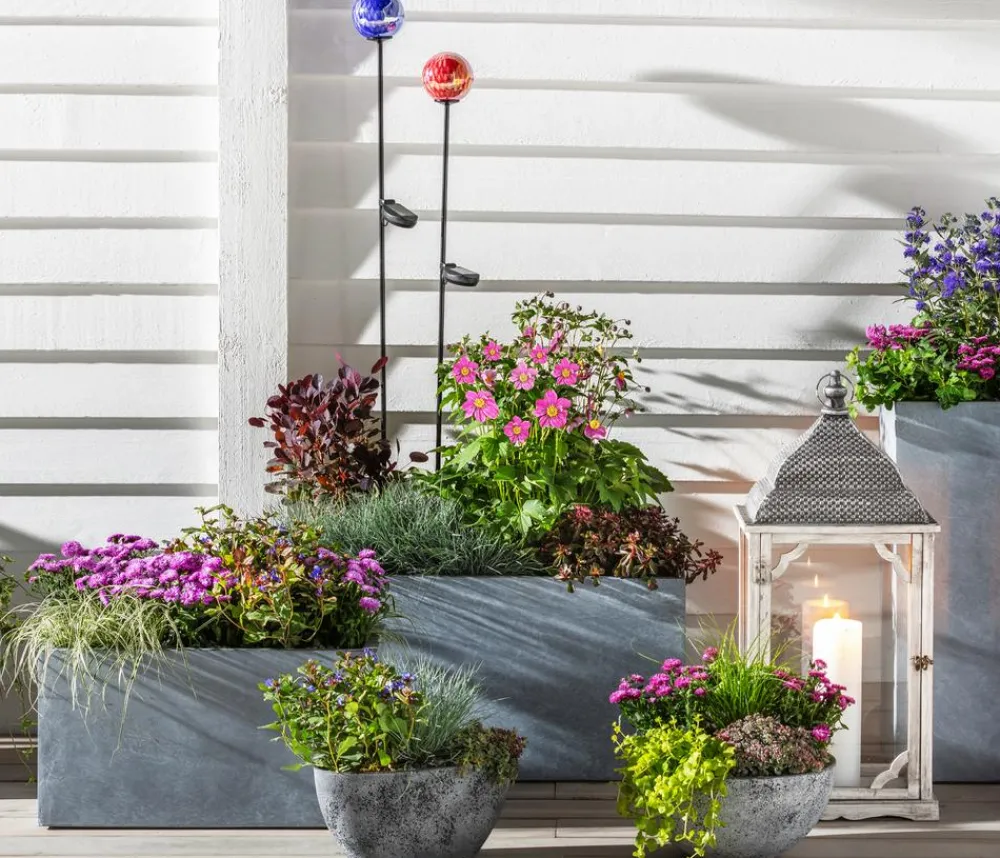 Dehner Grabschmuck & Grabgestaltung|Sommerstauden - Glattblatt-Aster Pink