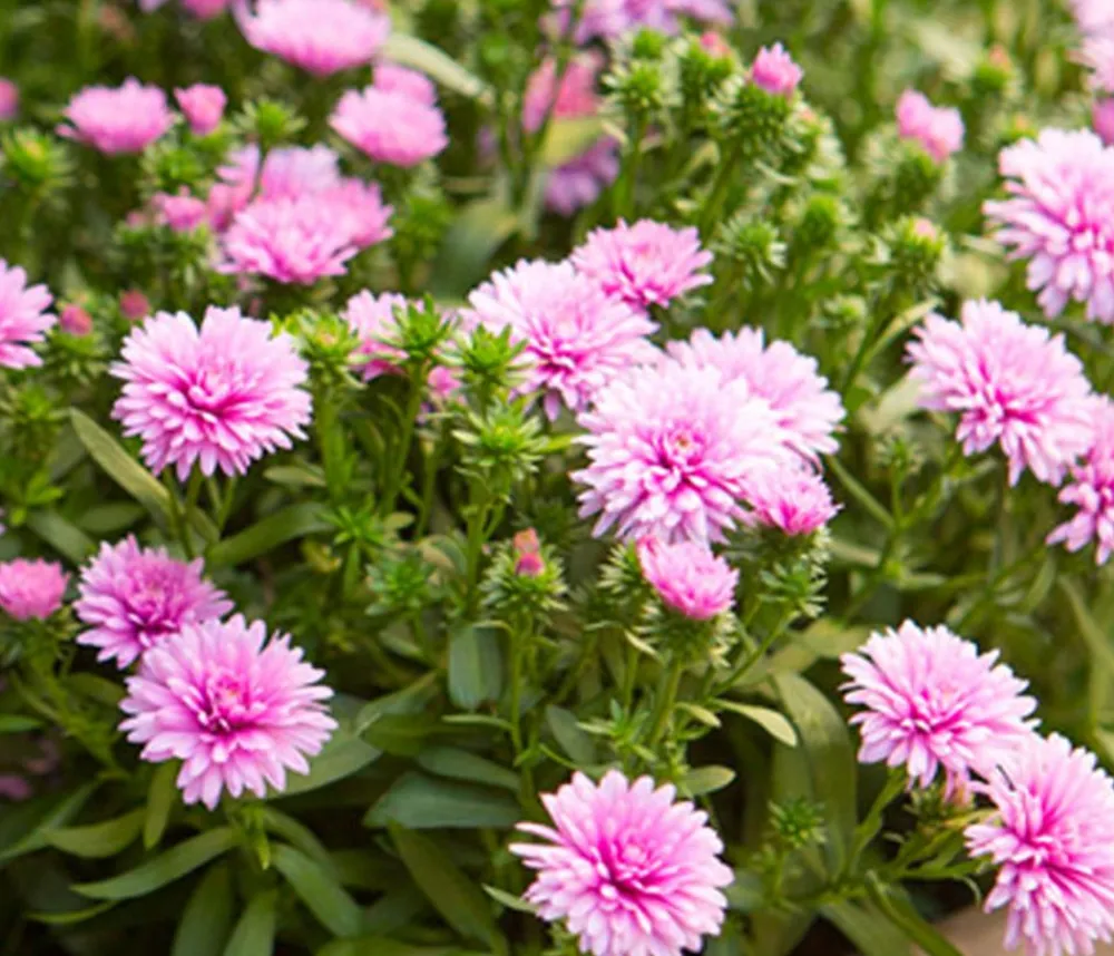Dehner Grabschmuck & Grabgestaltung|Sommerstauden - Glattblatt-Aster Pink