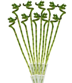 Dehner Grünpflanzen > Glücksbambus - Dracaena sanderiana