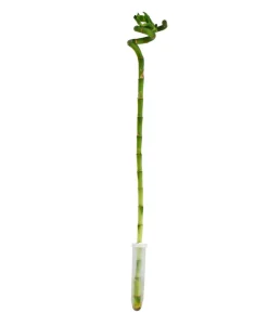 Dehner Grünpflanzen > Glücksbambus - Dracaena sanderiana