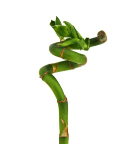 Dehner Glücksbambus - Dracaena sanderiana Grün Outlet
