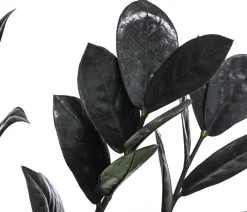 Dehner Grünpflanzen > Glücksfeder - Zamioculcas zamiifolia 'Raven'