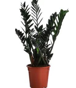 Dehner Grünpflanzen - Glücksfeder - Zamioculcas zamiifolia 'Raven'