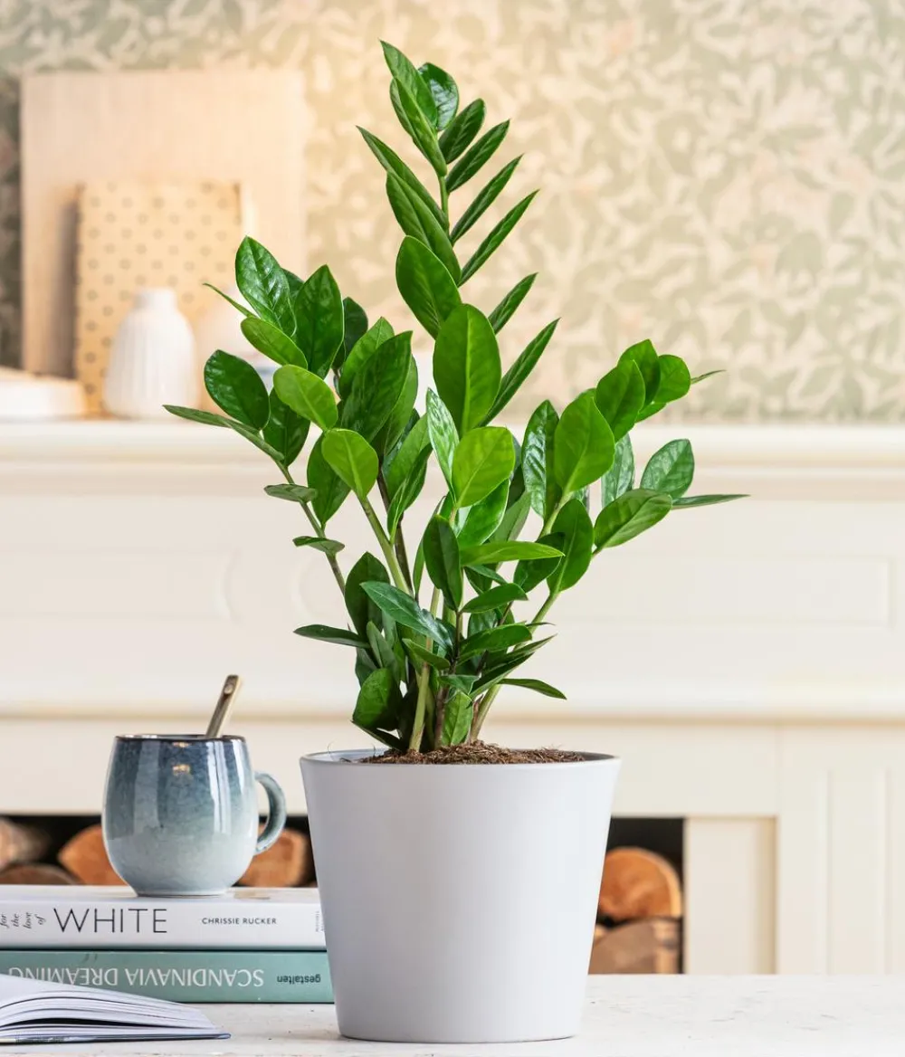 Dehner Sukkulenten|Grünpflanzen > Glücksfeder - Zamioculcas zamiifolia
