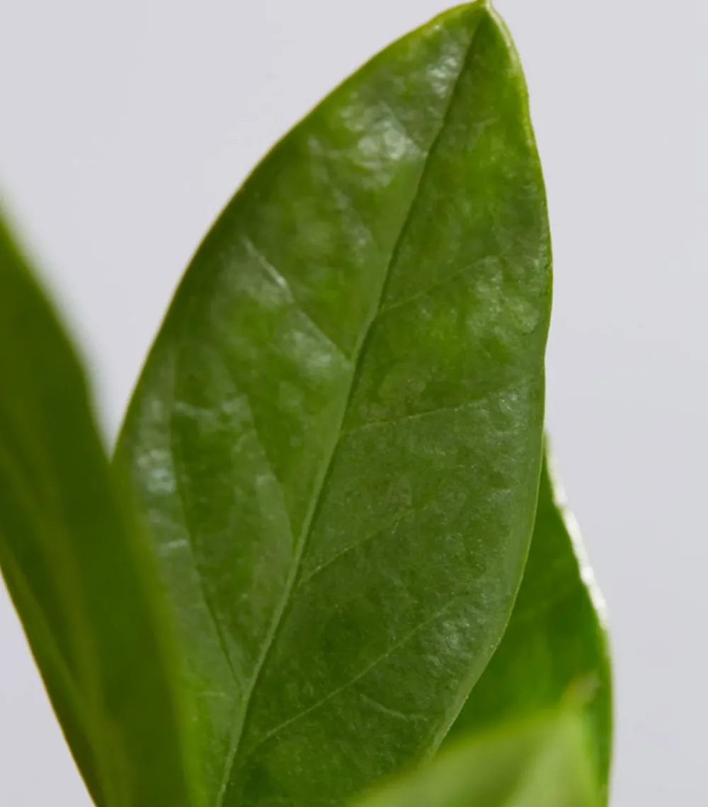 Dehner Sukkulenten|Grünpflanzen > Glücksfeder - Zamioculcas zamiifolia