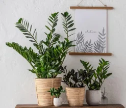 Dehner Sukkulenten|Grünpflanzen > Glücksfeder - Zamioculcas zamiifolia