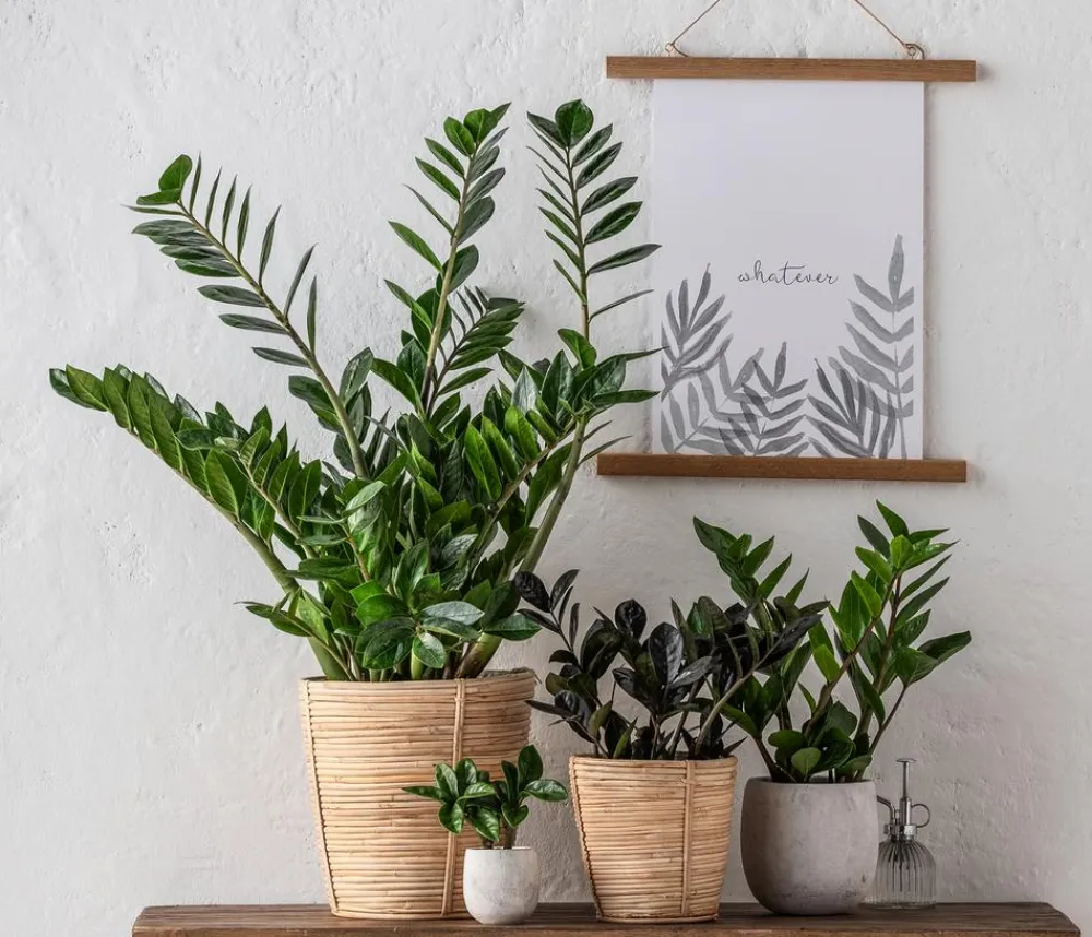 Dehner Sukkulenten|Grünpflanzen > Glücksfeder - Zamioculcas zamiifolia