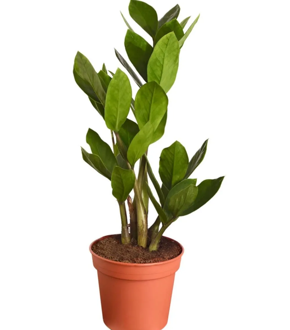 Dehner Sukkulenten|Grünpflanzen > Glücksfeder - Zamioculcas zamiifolia