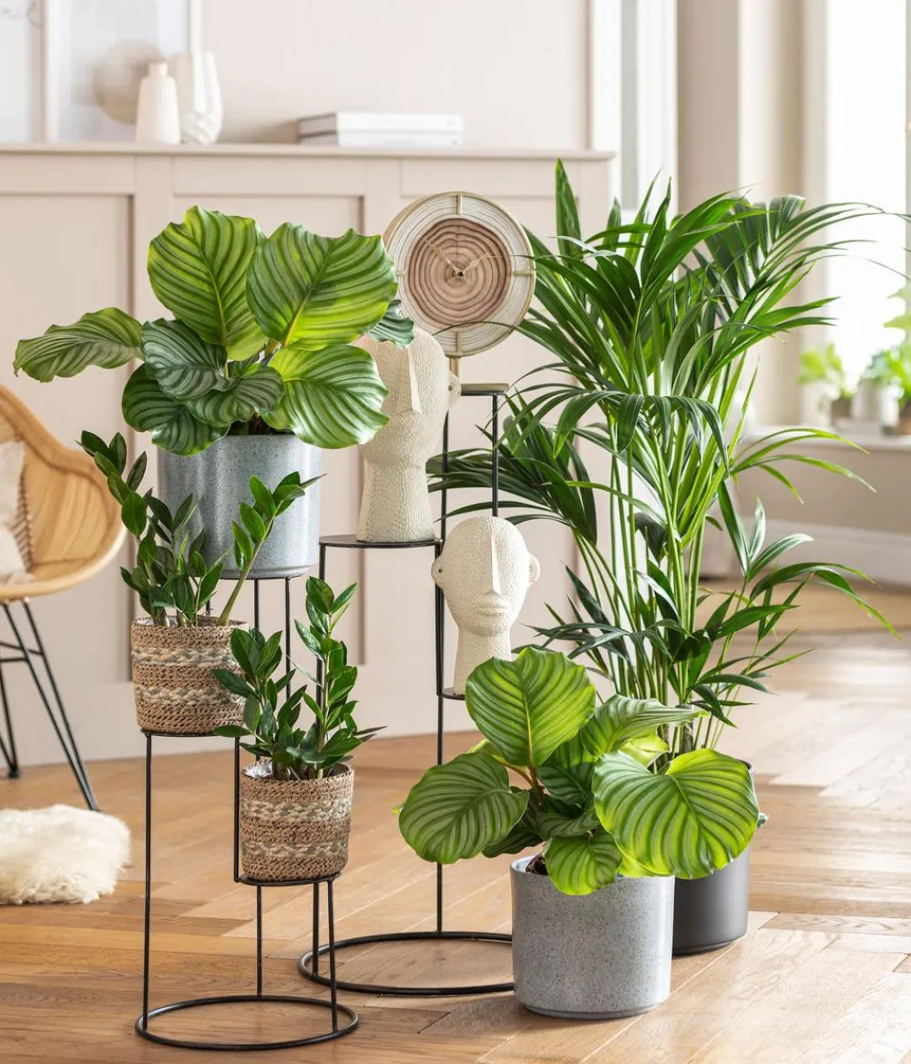 Dehner Sukkulenten|Grünpflanzen > Glücksfeder - Zamioculcas zamiifolia