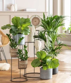 Dehner Sukkulenten|Grünpflanzen > Glücksfeder - Zamioculcas zamiifolia