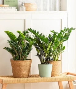 Dehner Sukkulenten|Grünpflanzen > Glücksfeder - Zamioculcas zamiifolia