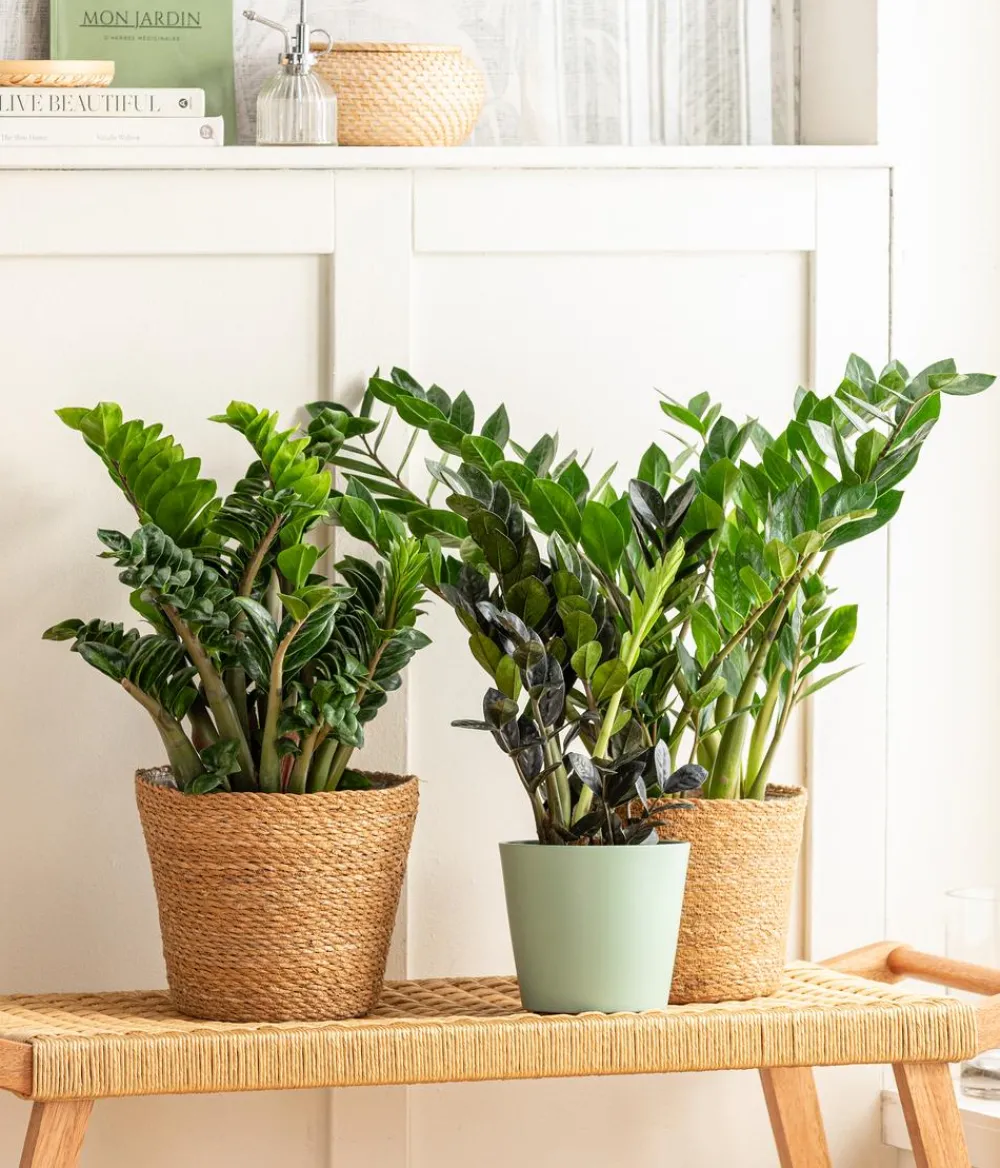 Dehner Glücksfeder - Zamioculcas zamiifolia Grün Sale