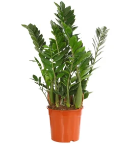 Dehner Sukkulenten|Grünpflanzen - Glücksfeder - Zamioculcas zamiifolia Grün