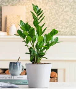 Dehner Sukkulenten|Grünpflanzen - Glücksfeder - Zamioculcas zamiifolia Grün