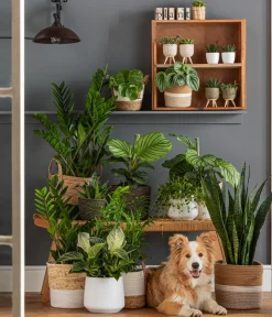 Dehner Sukkulenten|Grünpflanzen - Glücksfeder - Zamioculcas zamiifolia Grün