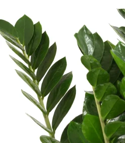 Dehner Sukkulenten|Grünpflanzen - Glücksfeder - Zamioculcas zamiifolia Grün