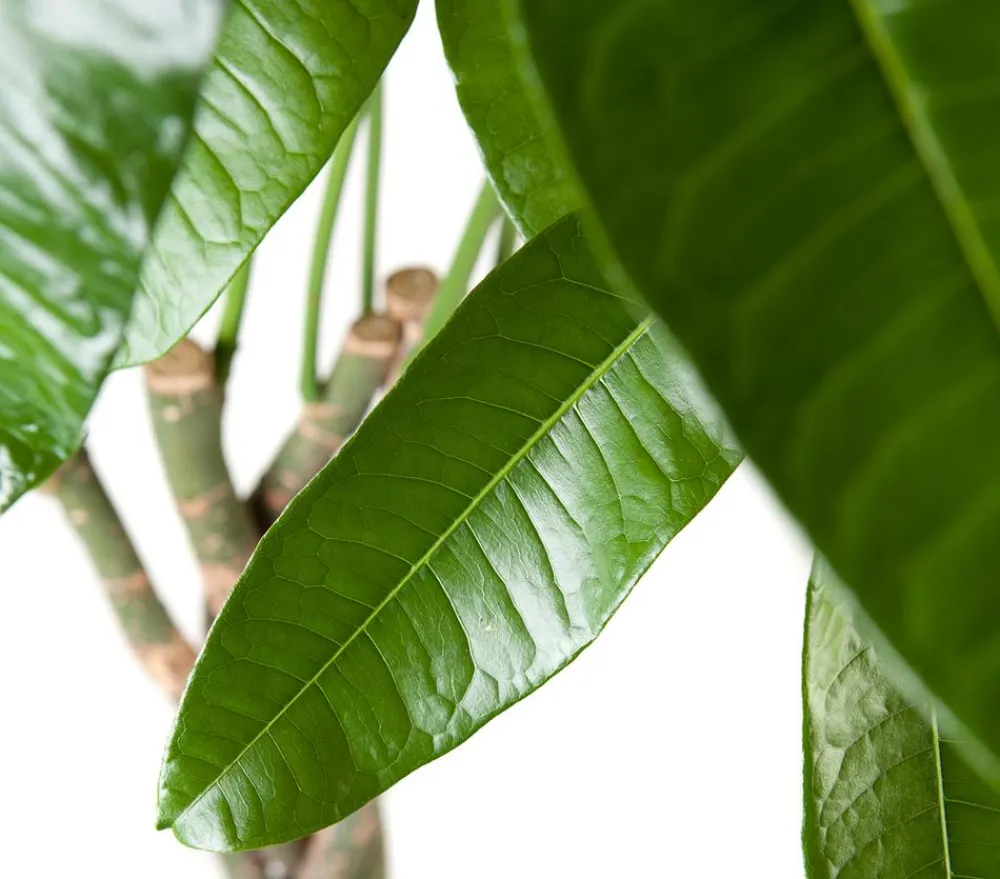 Dehner Glückskastanie - Pachira aquatica Grün Discount