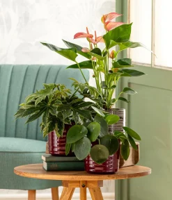 Dehner Sukkulenten|Grünpflanzen - Glückstaler - Pilea peperomioides Grün
