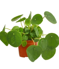 Dehner Sukkulenten|Grünpflanzen - Glückstaler - Pilea peperomioides Grün