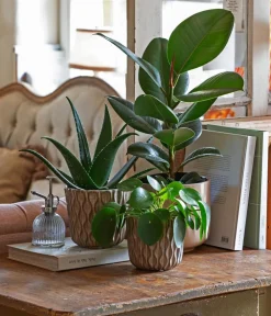 Dehner Sukkulenten|Grünpflanzen - Glückstaler - Pilea peperomioides Grün