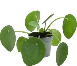 Dehner Sukkulenten|Grünpflanzen - Glückstaler - Pilea peperomioides Grün