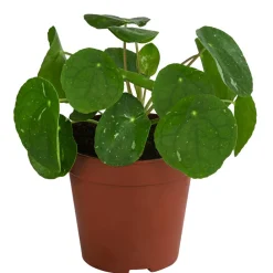 Dehner Raritäten|Grünpflanzen > Glückstaler - Pilea peperomioides 'White Splash'