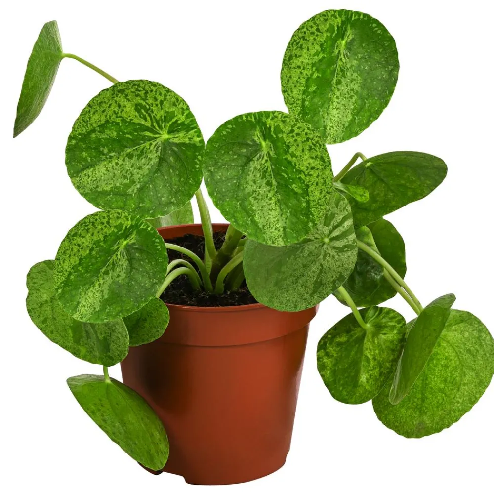 Dehner Raritäten|Grünpflanzen - Glückstaler - Pilea peperomioides 'Mojito'
