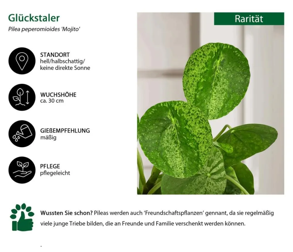 Dehner Raritäten|Grünpflanzen - Glückstaler - Pilea peperomioides 'Mojito'
