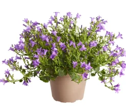 Dehner Glockenblumen - Glockenblume 'Blue Planet' Lavendel