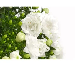 Dehner Glockenblumen > Glockenblume - Campanula haylodgensis 'White like Mee®'