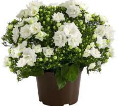 Dehner Glockenblumen > Glockenblume - Campanula haylodgensis 'White like Mee®'
