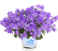Dehner Glockenblume - Campanula porscharskyana 'Spring Bell®' Lila Best