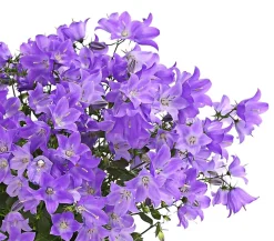 Dehner Glockenblume - Campanula porscharskyana 'Spring Bell®' Lila Best