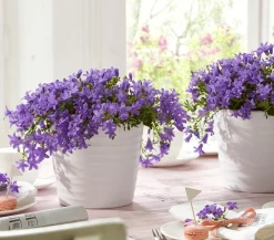 Dehner Glockenblume - Campanula porscharskyana 'Spring Bell®' Lila Best