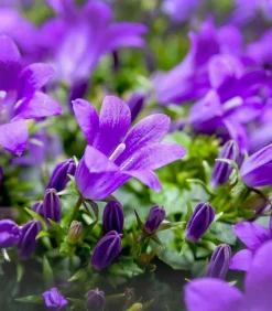 Dehner Glockenblume - Campanula porscharskyana 'Spring Bell®' Lila Best