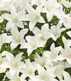 Dehner Glockenblumen - Glockenblume - Campanula porscharskyana 'Spring Bell®' Weiß