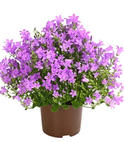 Dehner Glockenblumen > Glockenblume - Campanula portenschlagiana 'Get mee®'