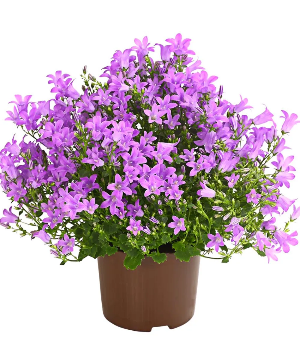 Dehner Glockenblumen > Glockenblume - Campanula portenschlagiana 'Get mee®'