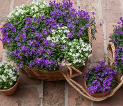 Dehner Glockenblumen > Glockenblume - Campanula portenschlagiana 'Get mee®'